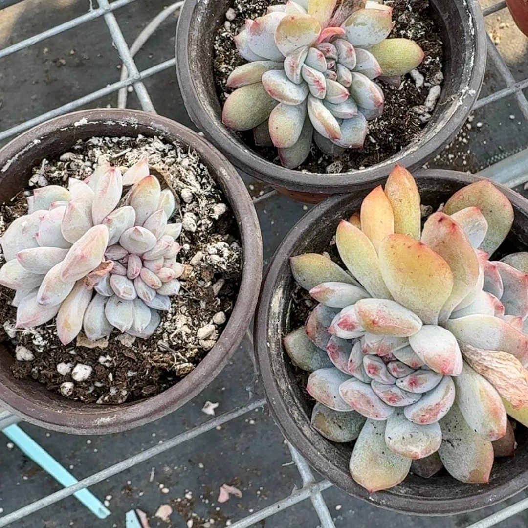 【闪购商品】星影缀化