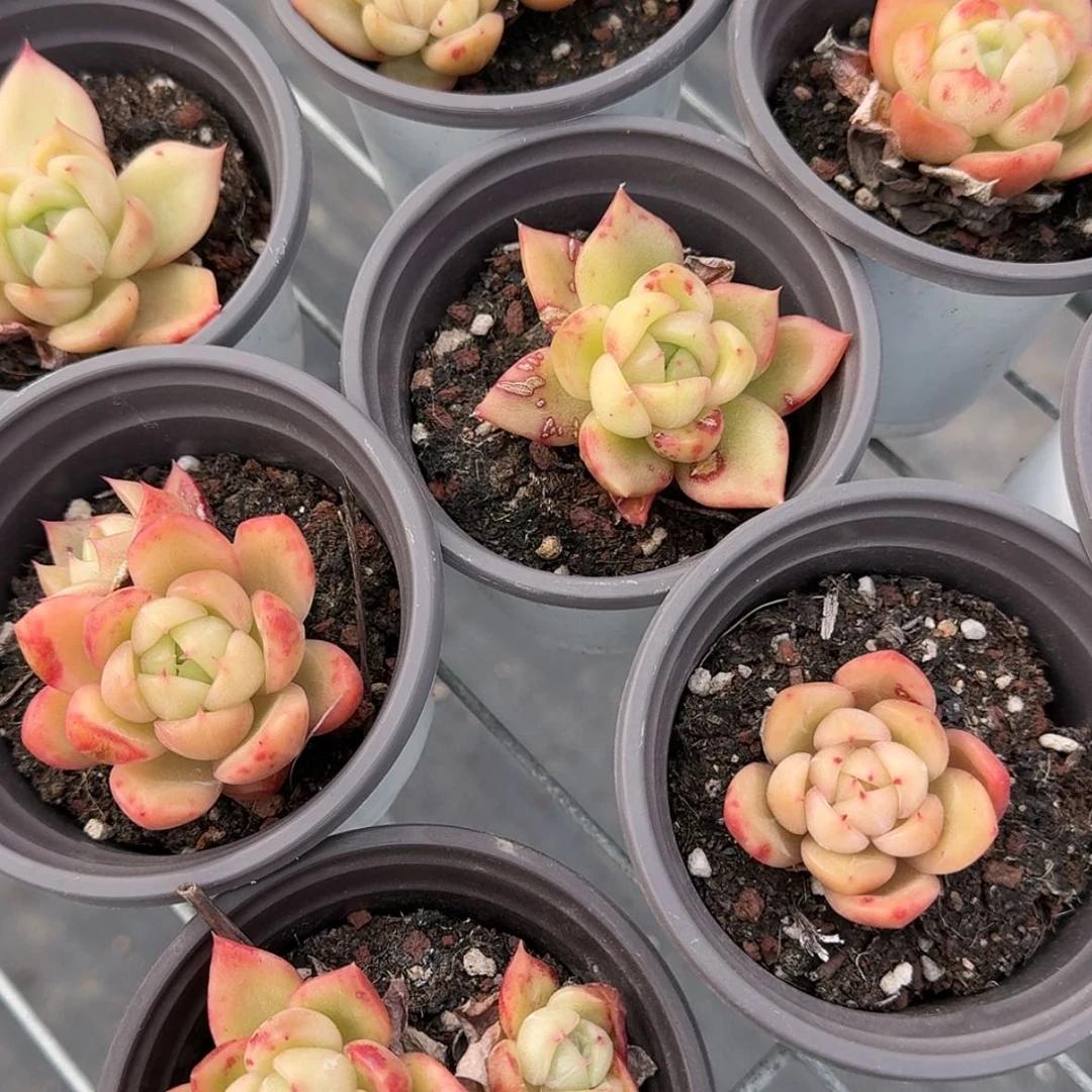 【闪购商品】白玫瑰单头起