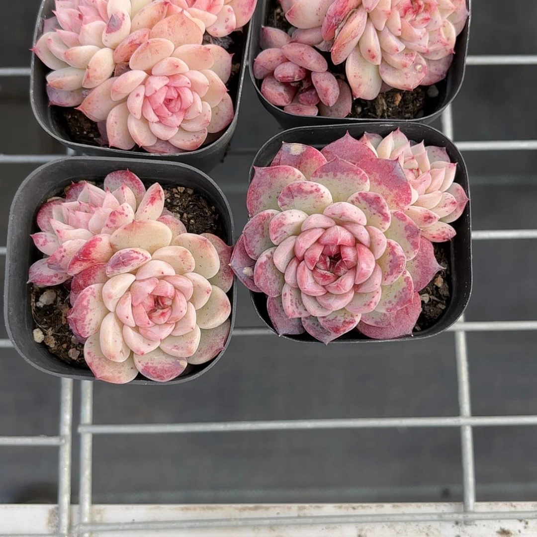 【闪购商品】天鹅绒多肉