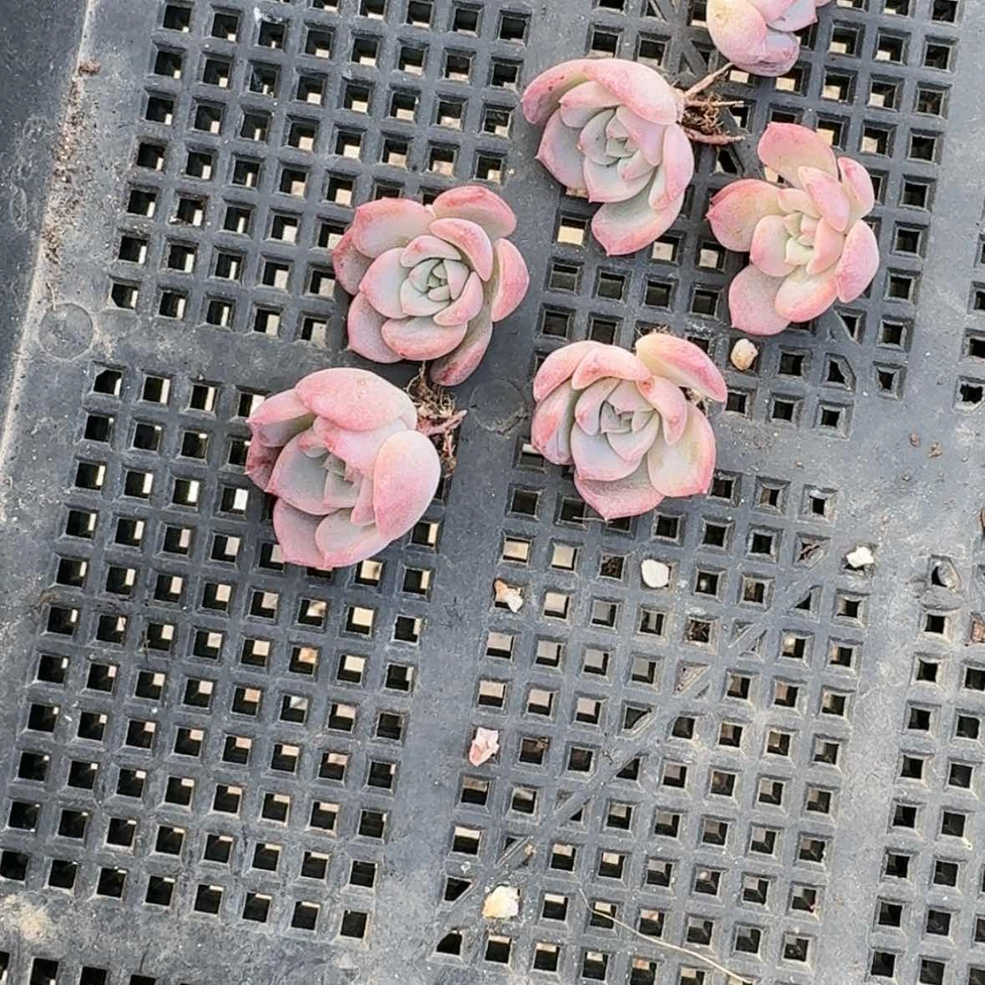 【闪购商品】琥珀多肉