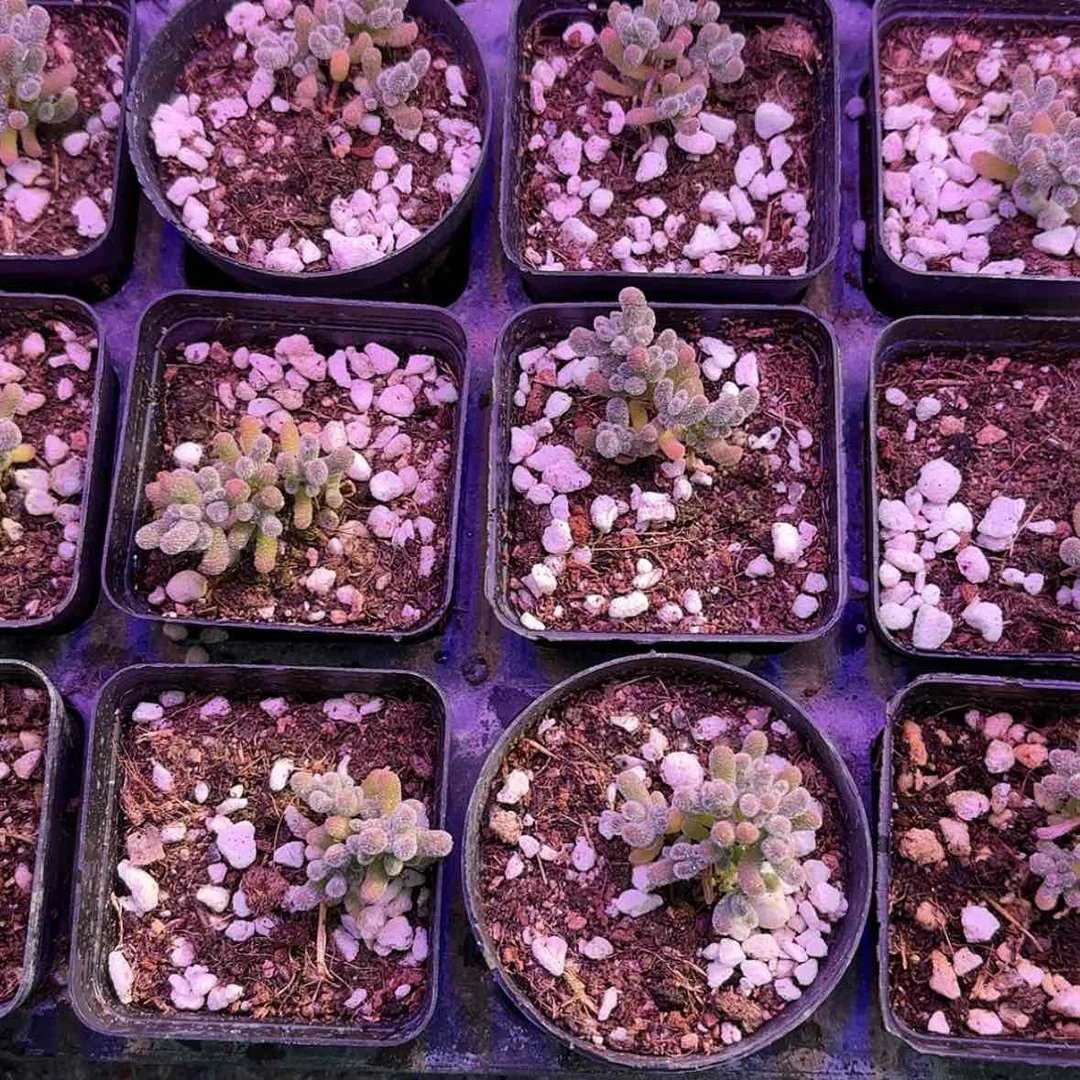 【闪购商品】冰晶多肉