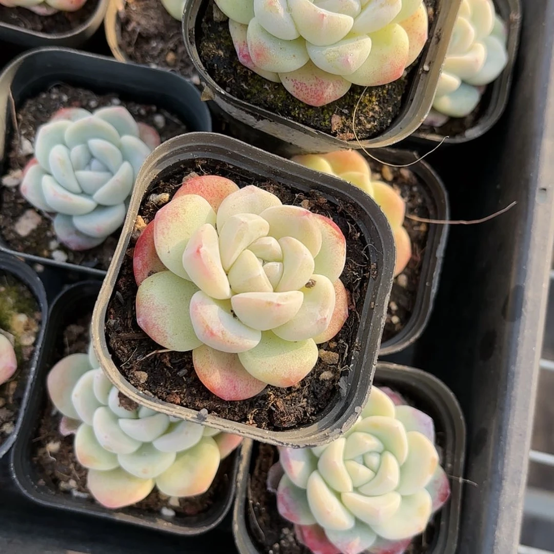 【闪购商品】冰玉单多肉