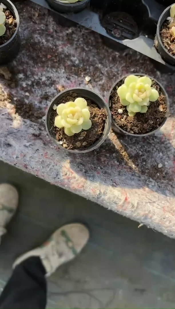 【闪购商品】小白恋