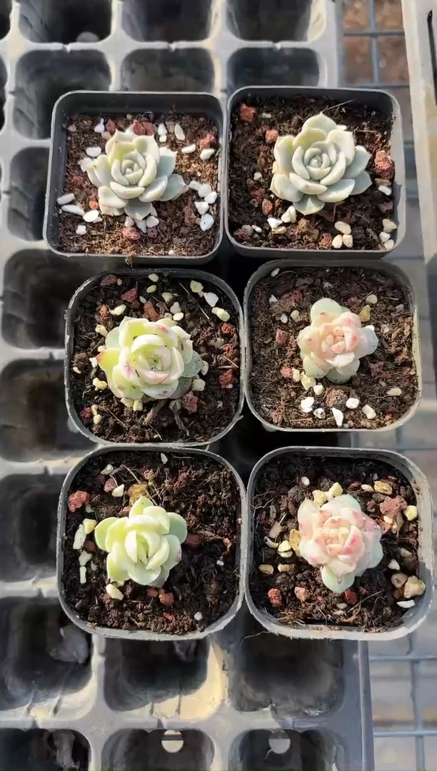 【闪购商品】拉拉家三棵组合