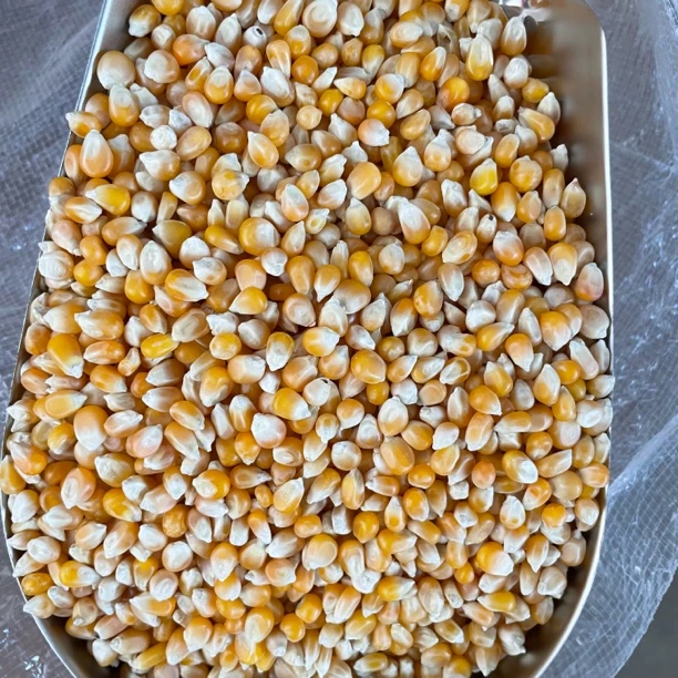 中国年冠京科玉米