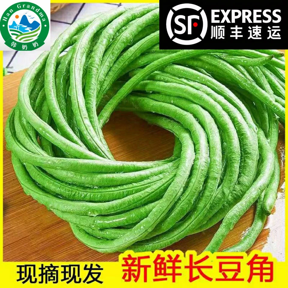 【2024】农家新鲜豇豆当日采摘当季时令新鲜蔬菜长豇豆可酸豆角腌制