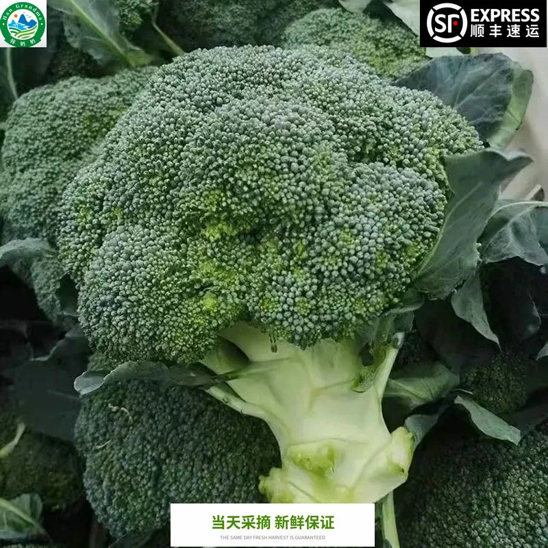 江苏农家种植西兰花新鲜蔬菜青梗西蓝花沙拉花椰菜青花菜花绿花菜