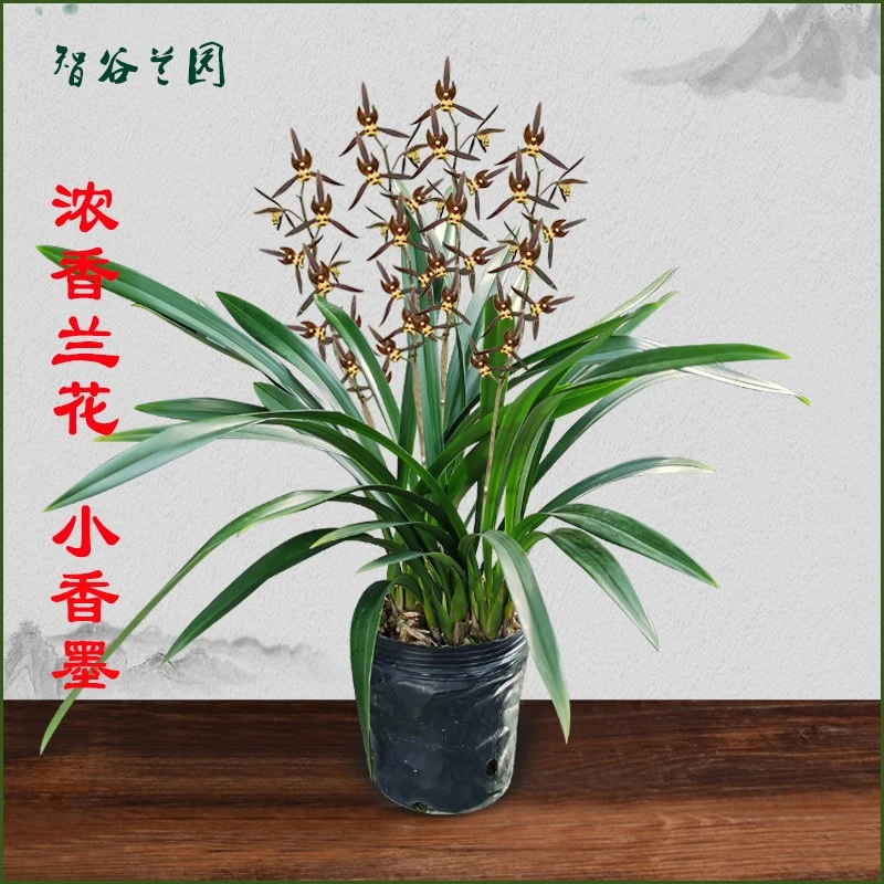 浓香垂叶中矮香水墨兰 小香墨 宽叶兰花吸甲醛盆栽花卉客厅绿植