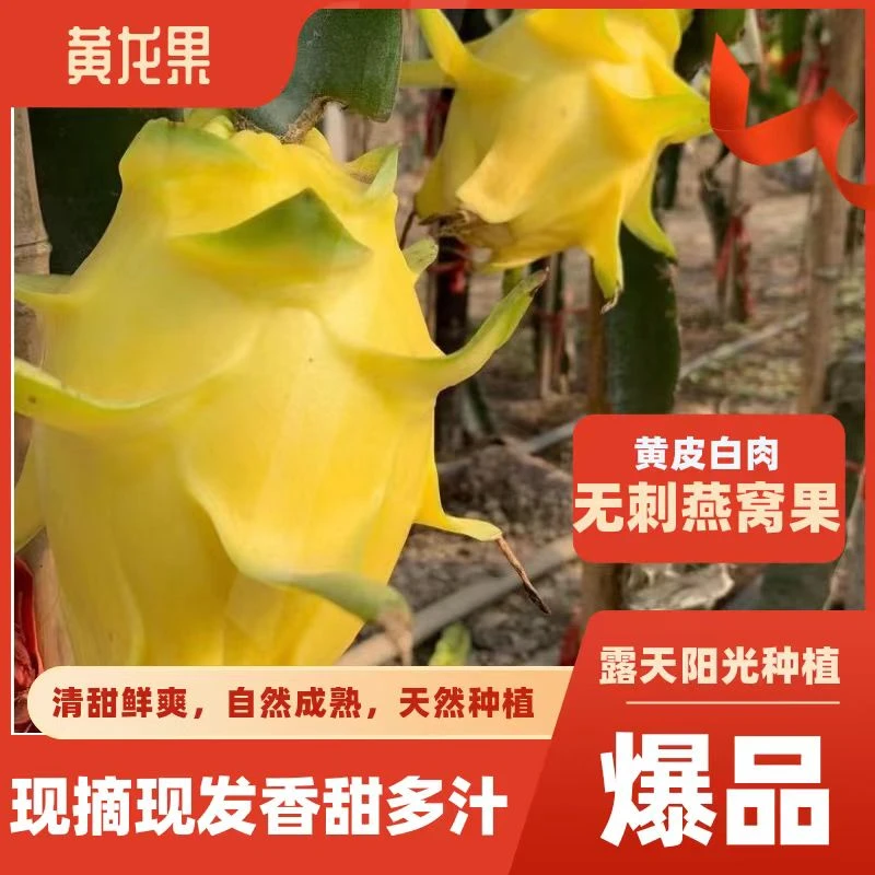 黄皮火龙果无刺燕窝果黄皮白肉清甜可口营养丰富新鲜香甜美味严选