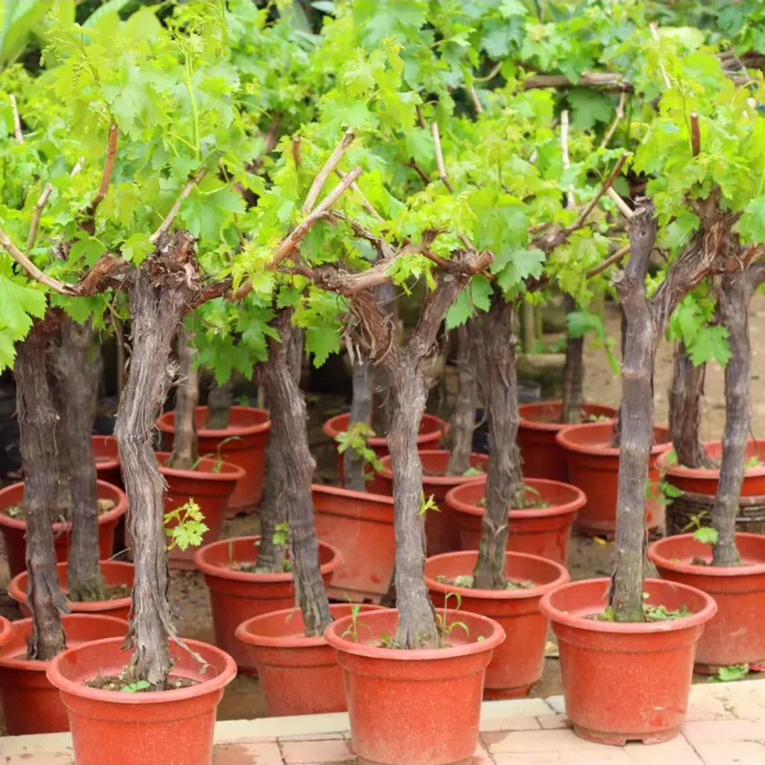 7-8年丰产壮苗 优质盆栽地栽葡萄树苗 适宜南北方种植爬藤葡萄