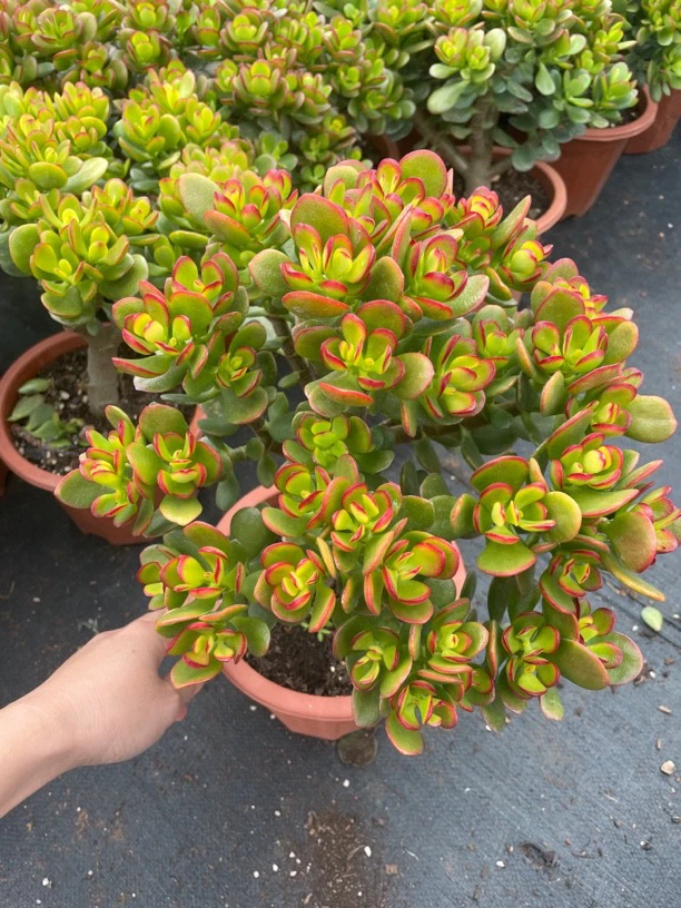 姬红花月老桩摇钱树红边玉树新手好养黄金摇钱树室内室外阳台楼顶