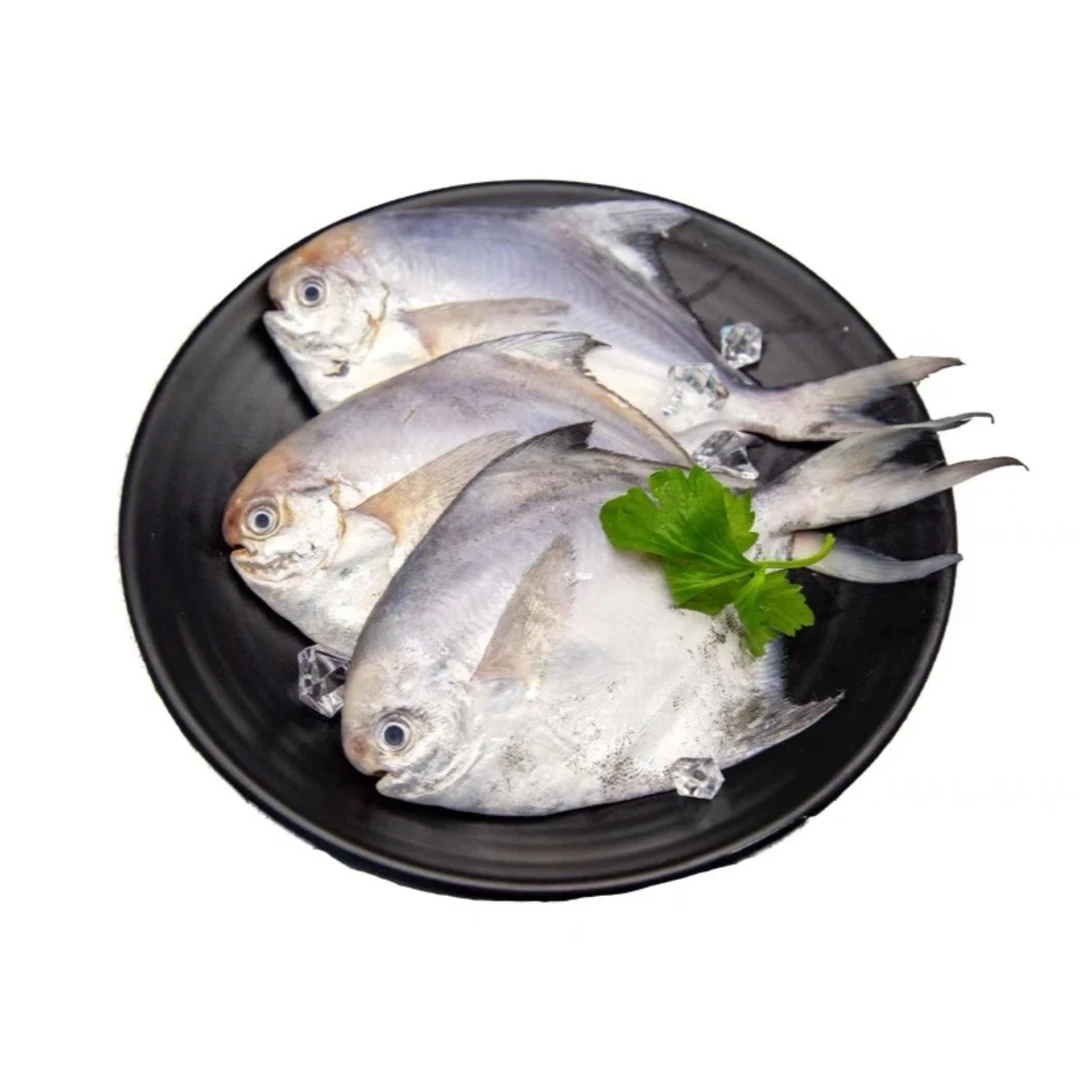 新鲜海捕银鲳鱼 速冻发货（每包6条）