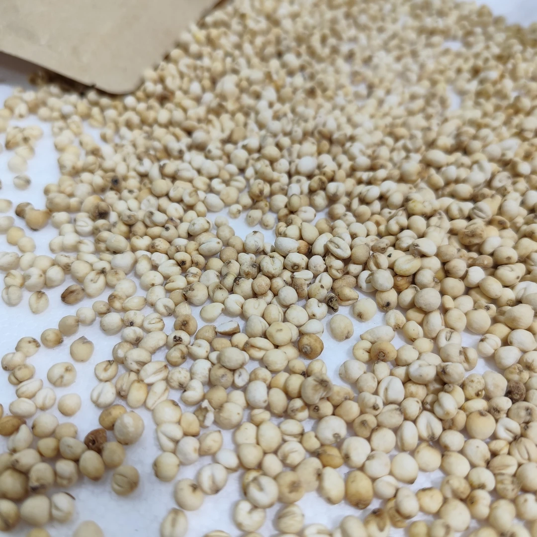 杨师姐精选原色阿坝怀中抱月（百合干）