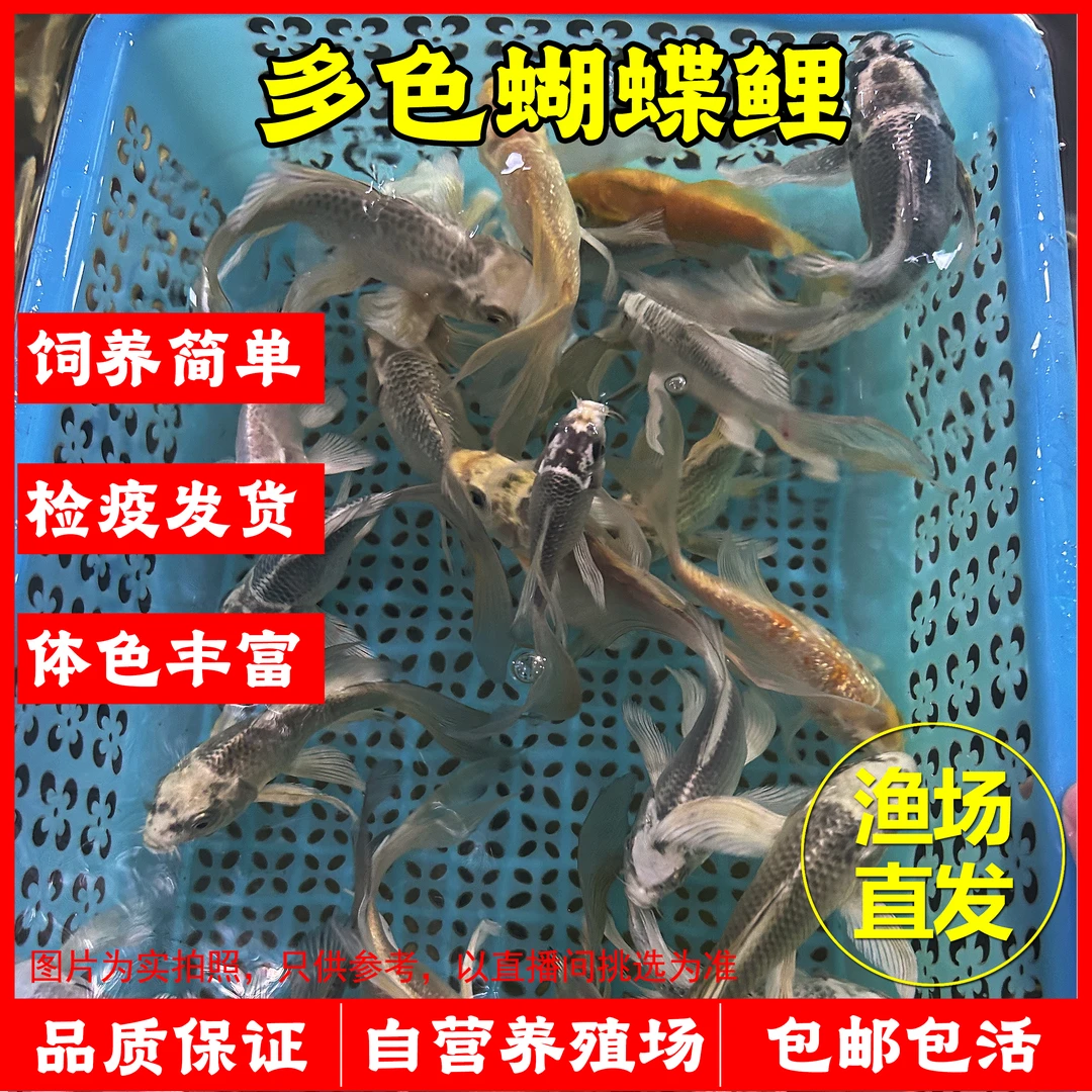 多色蝴蝶鲤观赏鱼好养易活直播专用自拍随机发养殖场直发