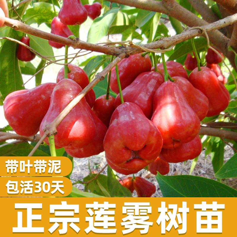 台湾黑金刚莲雾树苗木水果盆栽庭院南北方种植嫁接地栽大叶红