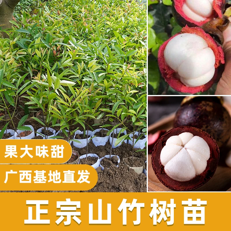 泰国山竹树苗木岭南北方种植盆地栽亚热带水果带叶带泥进口广西发