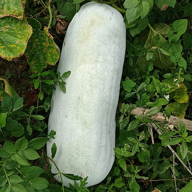 米冬瓜新鲜挂霜水果小0香冬瓜正宗农家大冬瓜应季蔬菜5/7/9/15斤