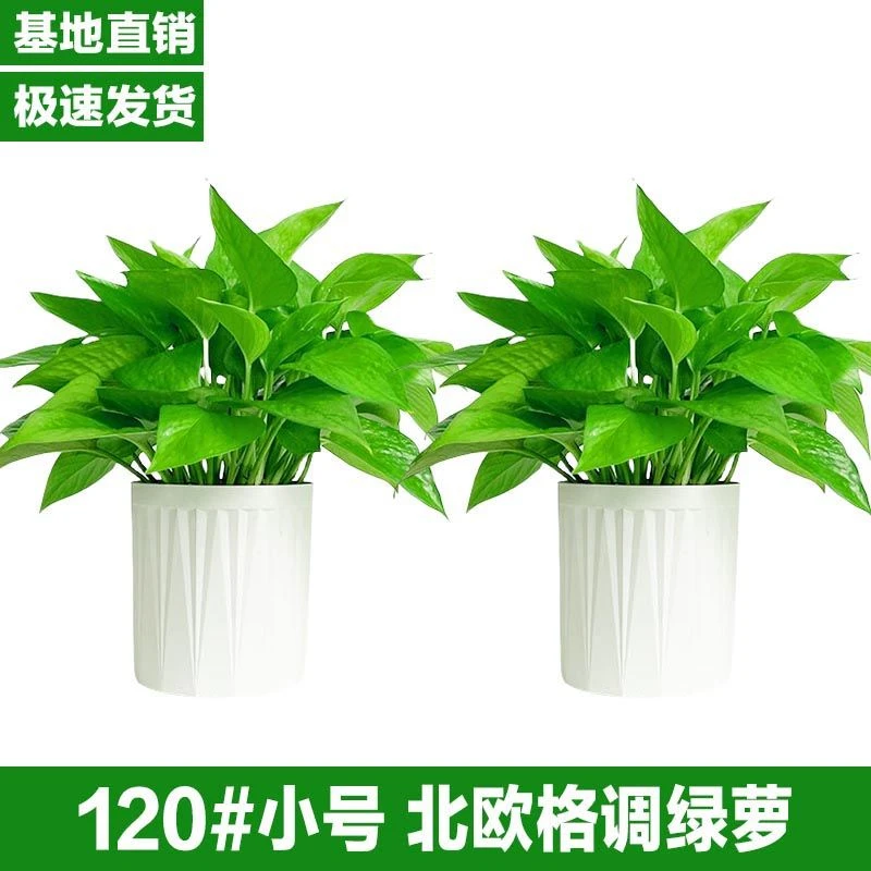 【小号绿萝】绿萝盆栽室内植物吸甲醛绿箩花卉家用水培绿植净化空气