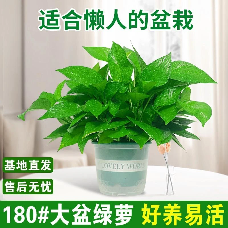 大盆绿萝室内植物花卉绿植办公室客厅大叶绿箩新房家用吸除甲醛