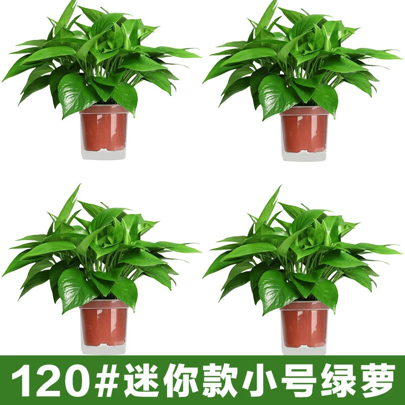 （拍2盆发3盆）【迷你款绿萝】盆栽室内植物花卉绿植小号绿箩吸除甲醛