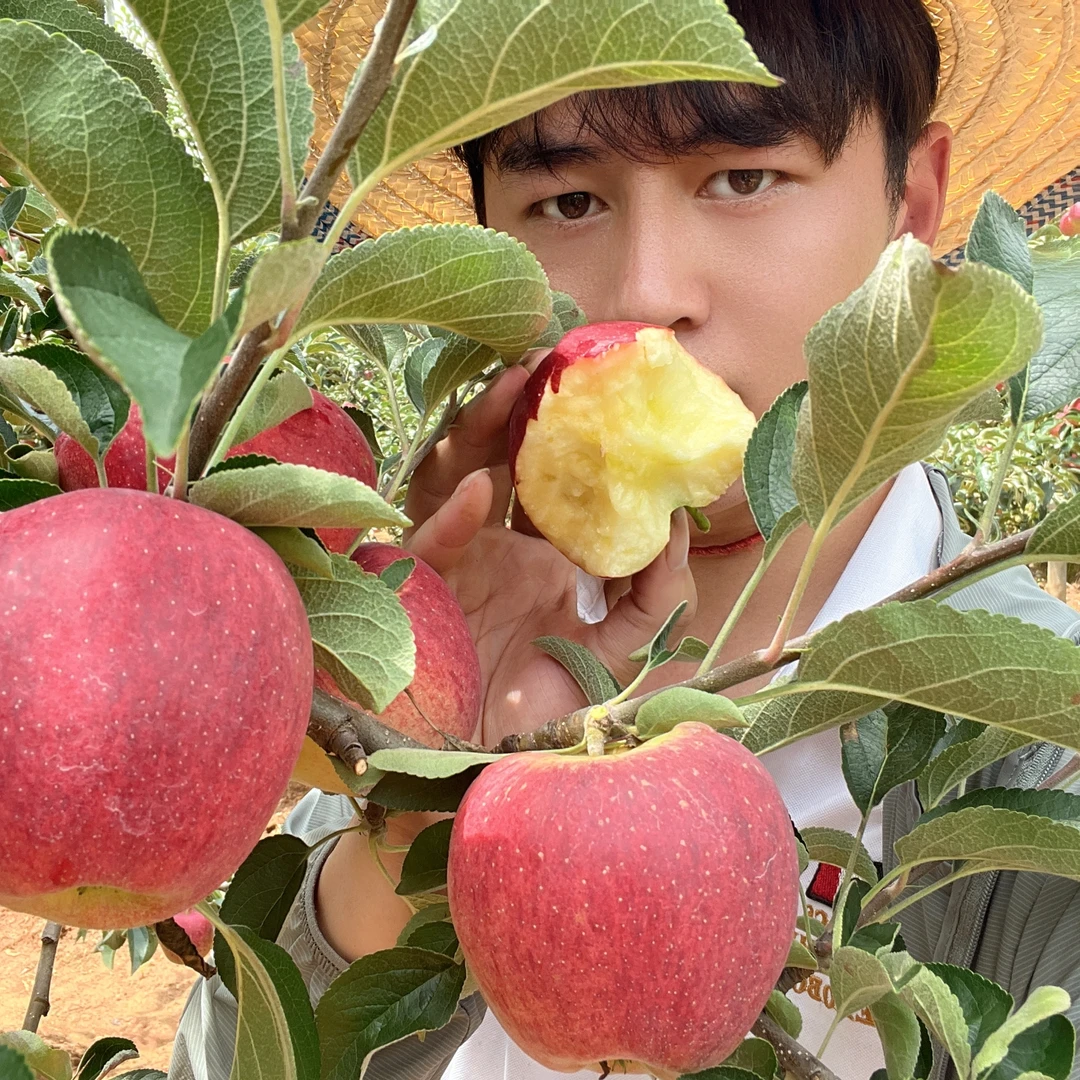 云南昭通新鲜早期苹果红露苹果现摘2斤/4.5斤/6.8斤/9斤包邮