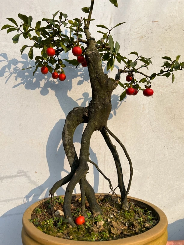 湘谜园金弹子素材拍拍链接