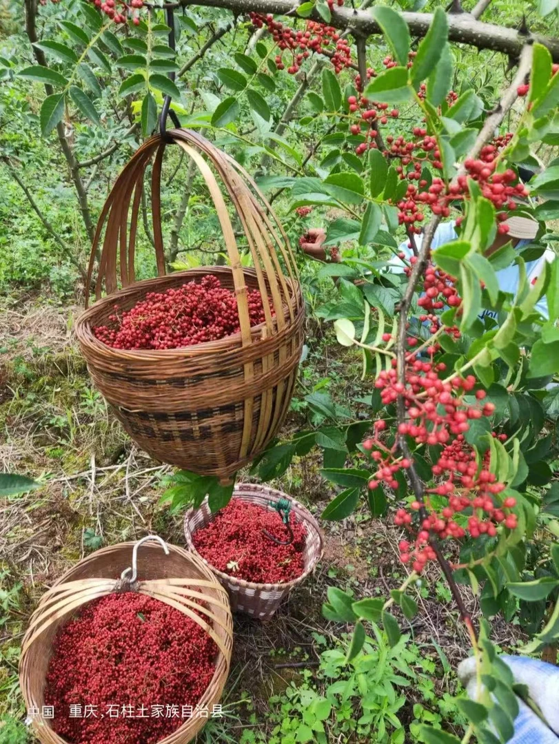农家干红花椒青花椒重庆大山南北干货四川椒麻香辣100g250g现货