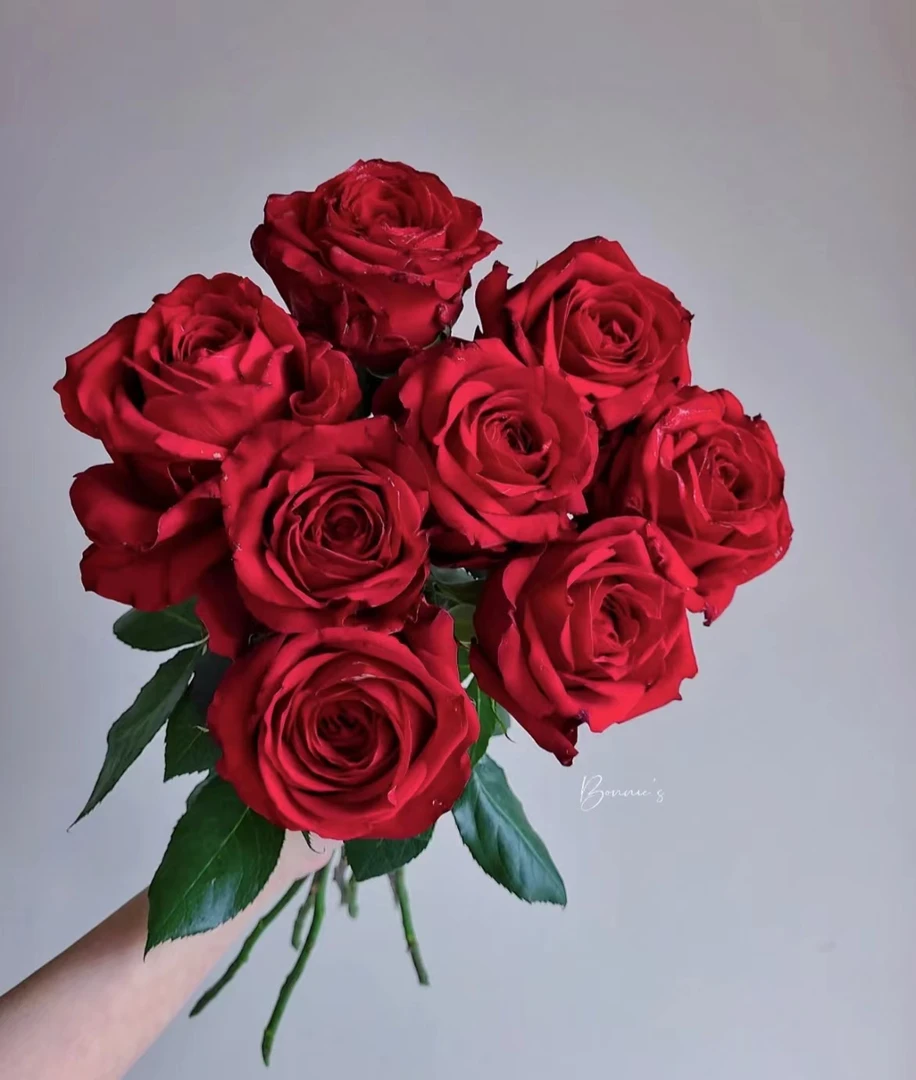 【陌上花开】苹果-单头玫瑰（注意：冻坏不赔哦~）