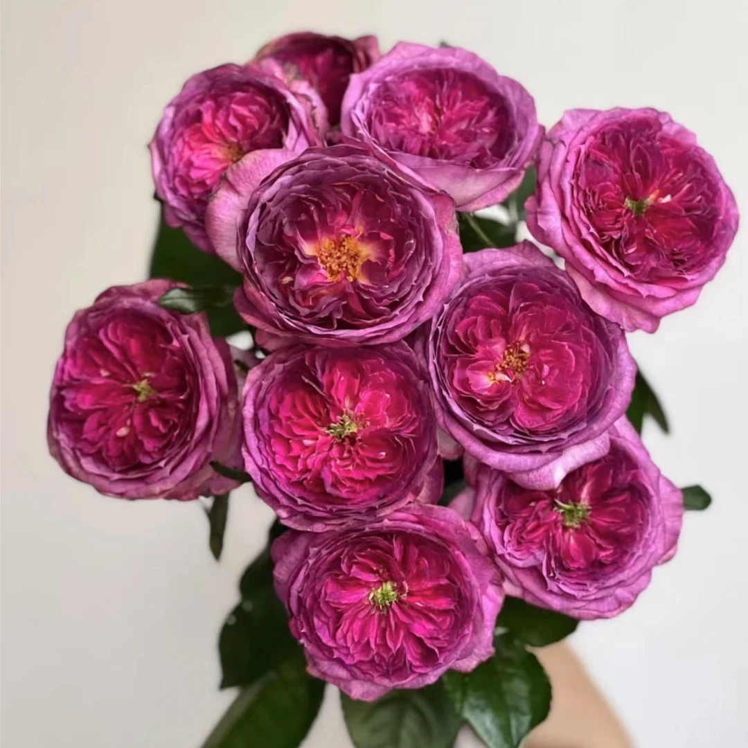 【陌上花开】蓝莓蛋糕-单头玫瑰