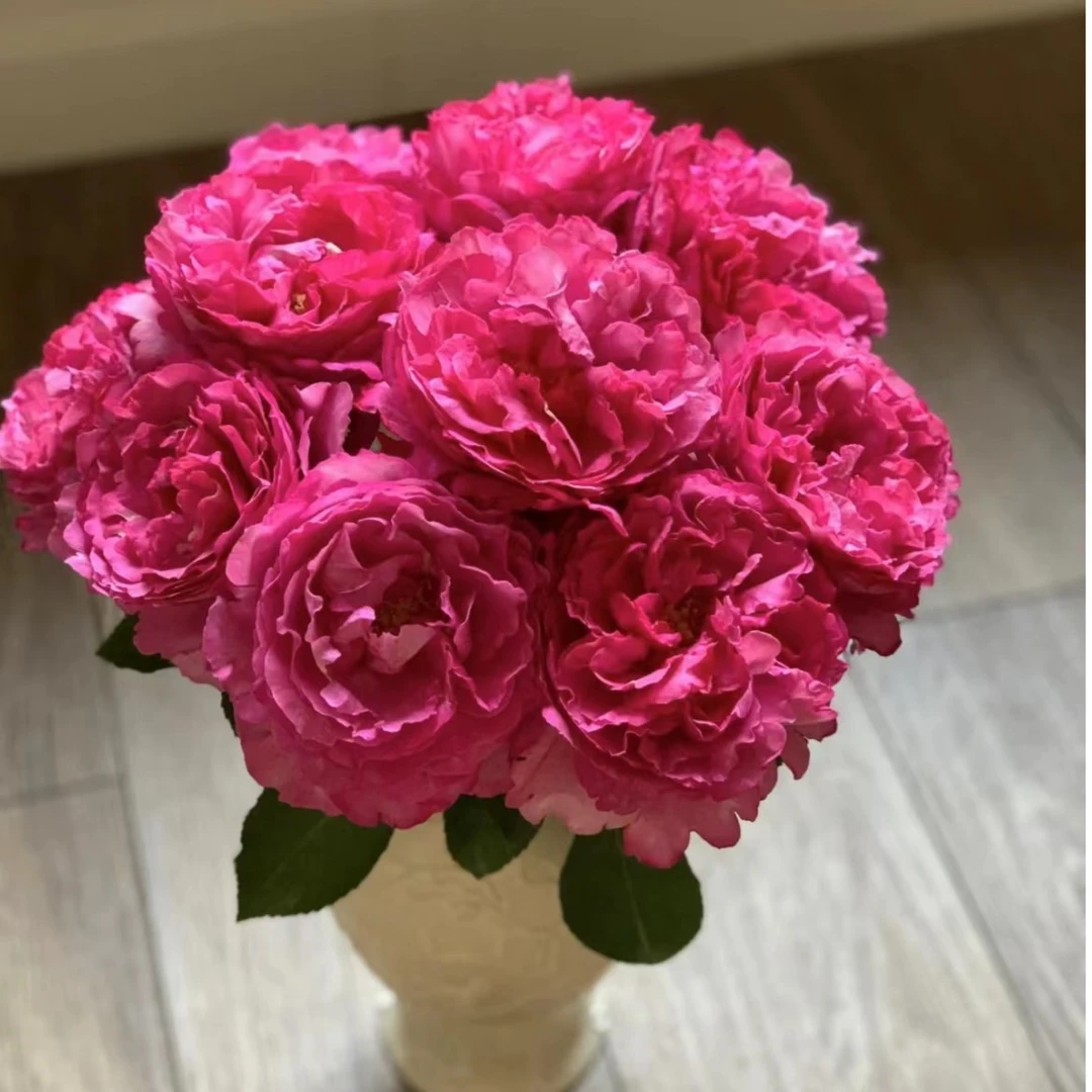 【陌上花开】伊芙妖艳-稀有单头玫瑰（注意带包装醒花）