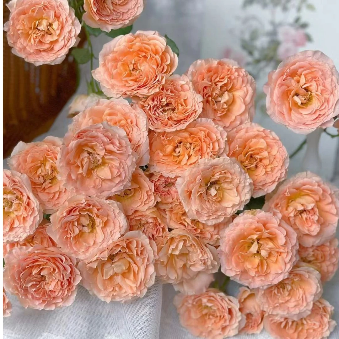 【陌上花开】杏色蕾丝-多头玫瑰（收到请带包装醒花~）