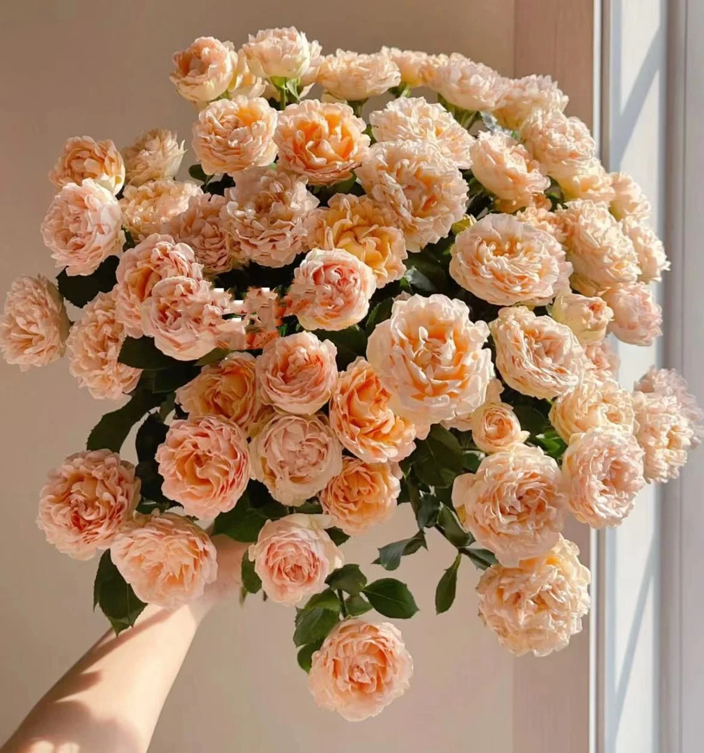 【陌上花开】快乐星球-多头玫瑰