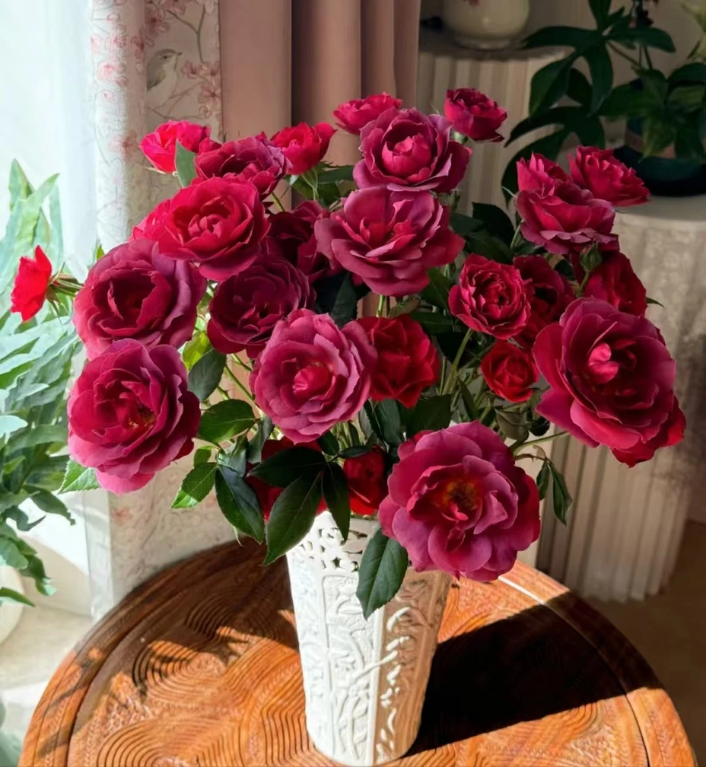 【陌上花开】火热巧克力-多头玫瑰（注意：带包装醒花哦~）