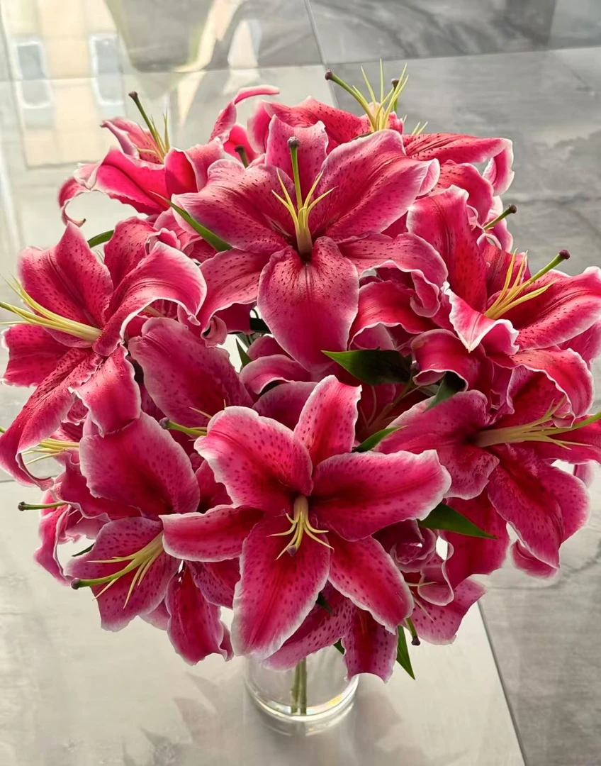 【陌上花开】多头黑美人-百合