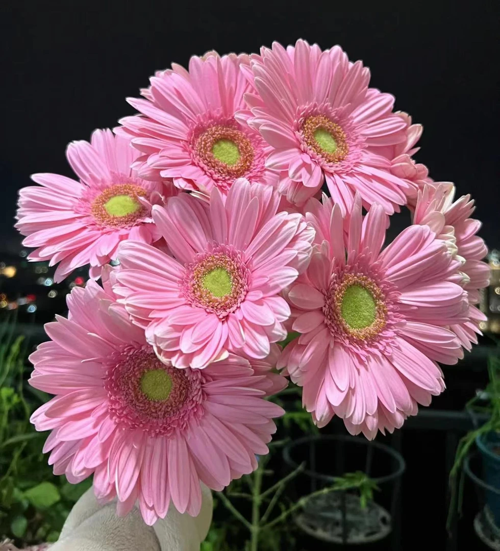 【陌上花开】20支大型稀有非洲菊-非洲菊（以直播间展示为主哦）