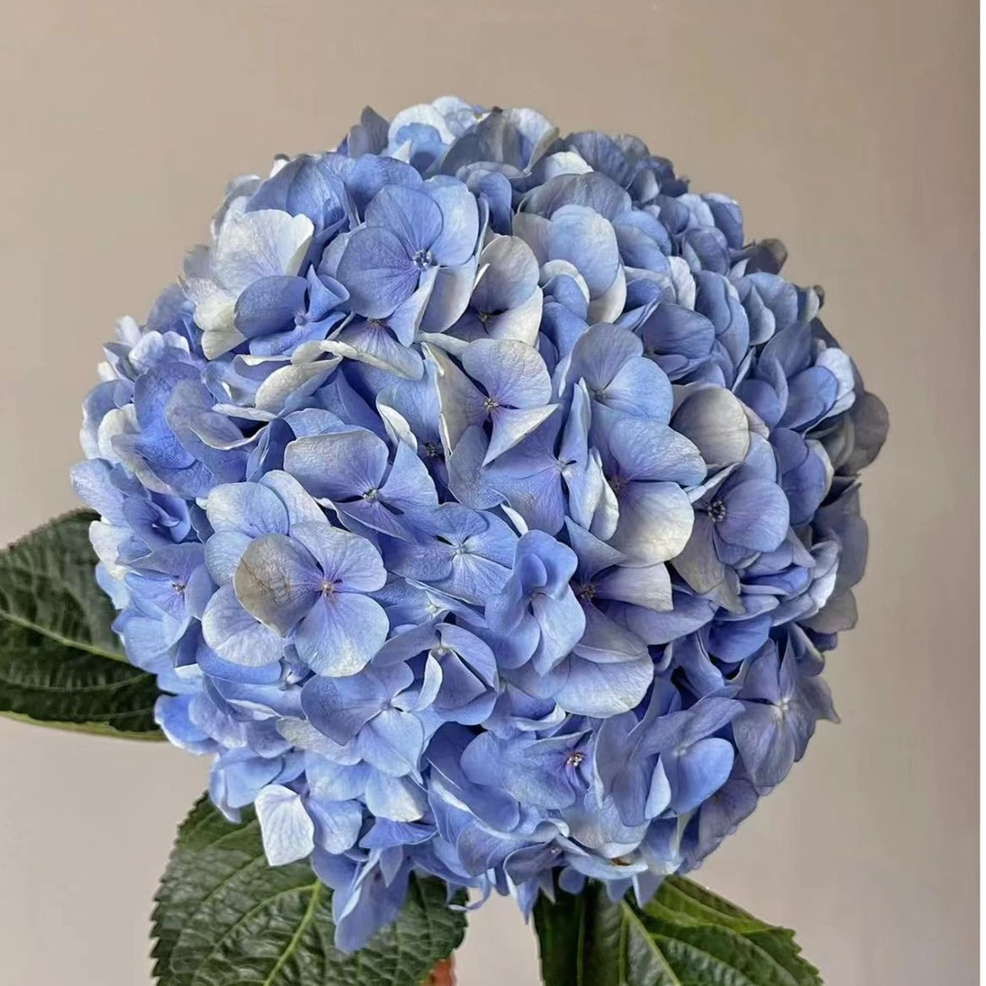 【陌上花开】精选绣球2支装-绣球（以直播间展示为主哦~）