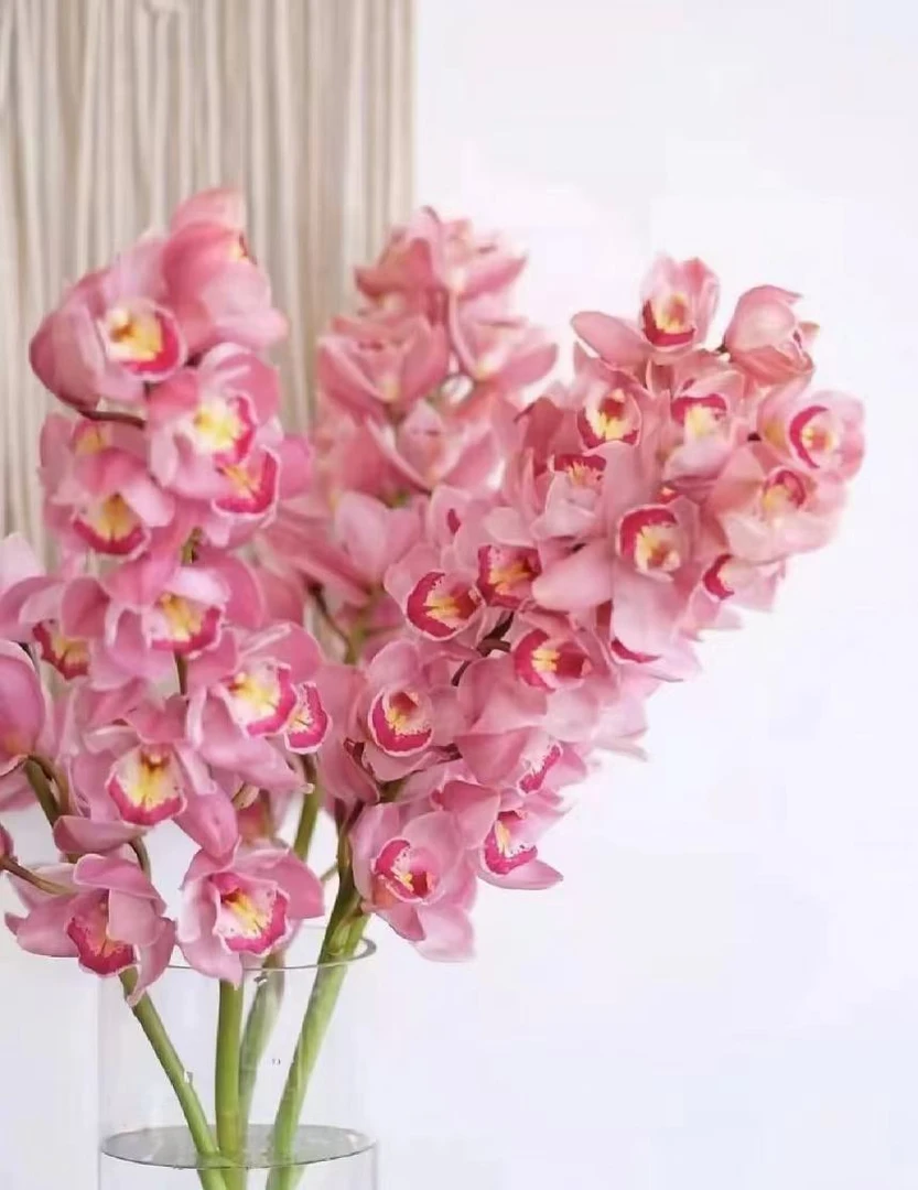 【陌上花开】粉色大花蕙兰-大花惠兰（注意：冻坏不赔哦~）