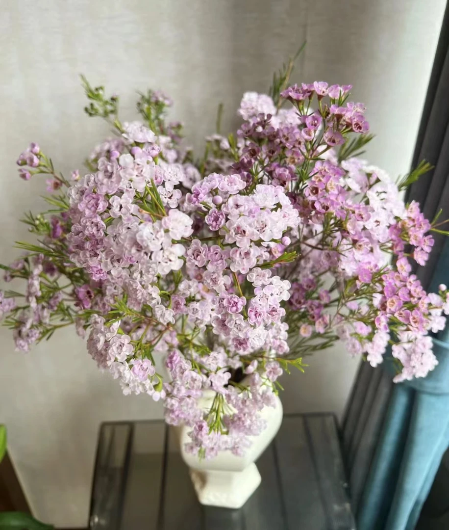 【陌上花开】粉色腊梅重瓣-年宵花（注意：运输会掉花苞，介意慎拍哦~）
