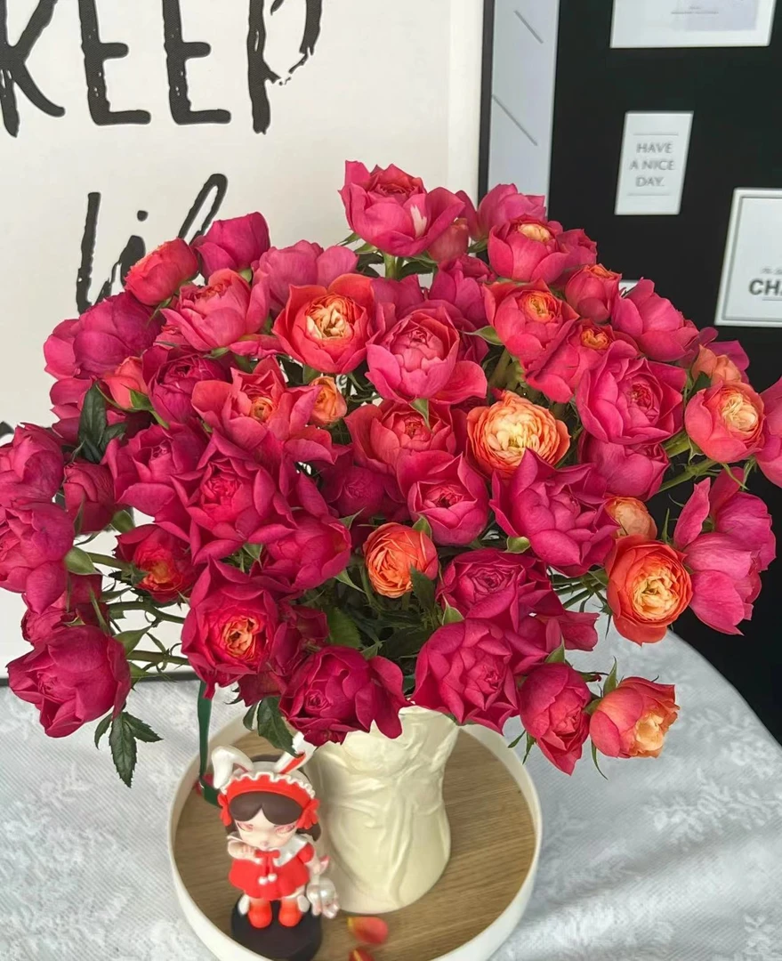 【陌上花开】樱桃果汁-稀有多头玫瑰（注意：带包装醒花哦~）