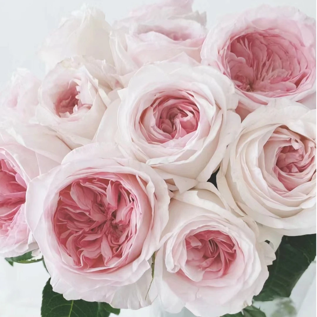 【陌上花开】特别新娘-稀有单头玫瑰（收到请带包装醒花）