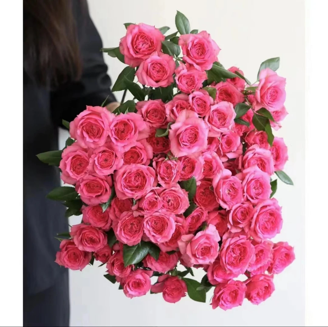 【陌上花开】AA苏菲宝贝-多头玫瑰（注意：冻坏不赔哦~）