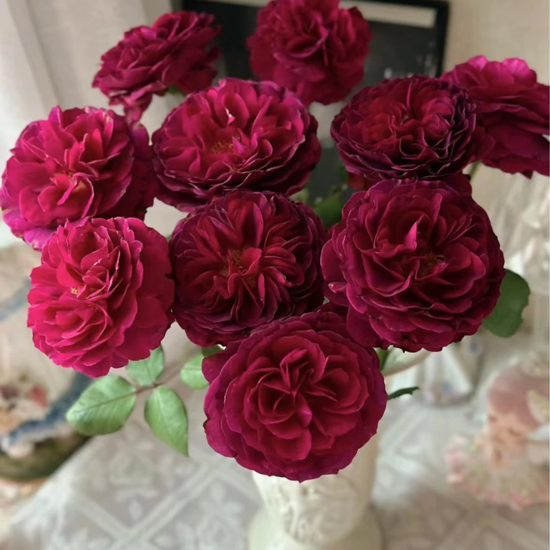 【陌上花开】蓝莓戒指-稀有多头玫瑰（收到请带包装醒花）