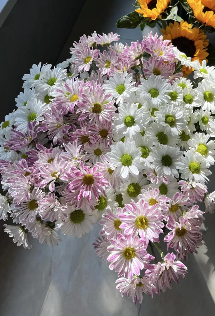 【陌上花开】随机白色10支+随机粉色10支-小菊