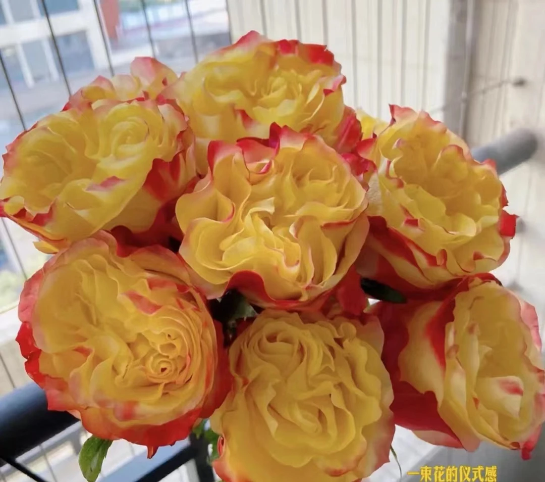 【陌上花开】胜利女神-单头玫瑰