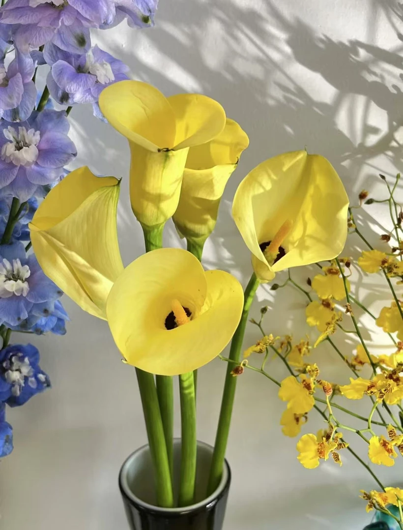 【陌上花开】黄色马蹄莲-鲜切枝（10支）