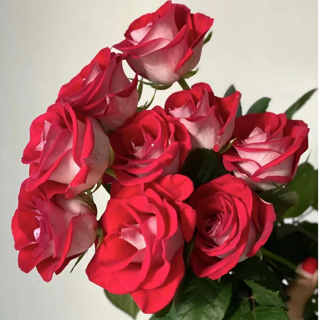 【陌上花开】20支桃花雪-单头玫瑰