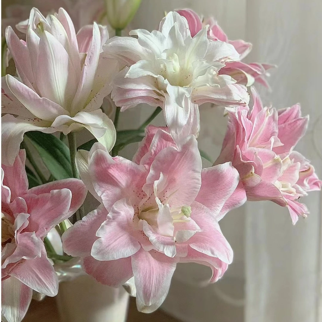 【陌上花开】多头魔法公主-百合