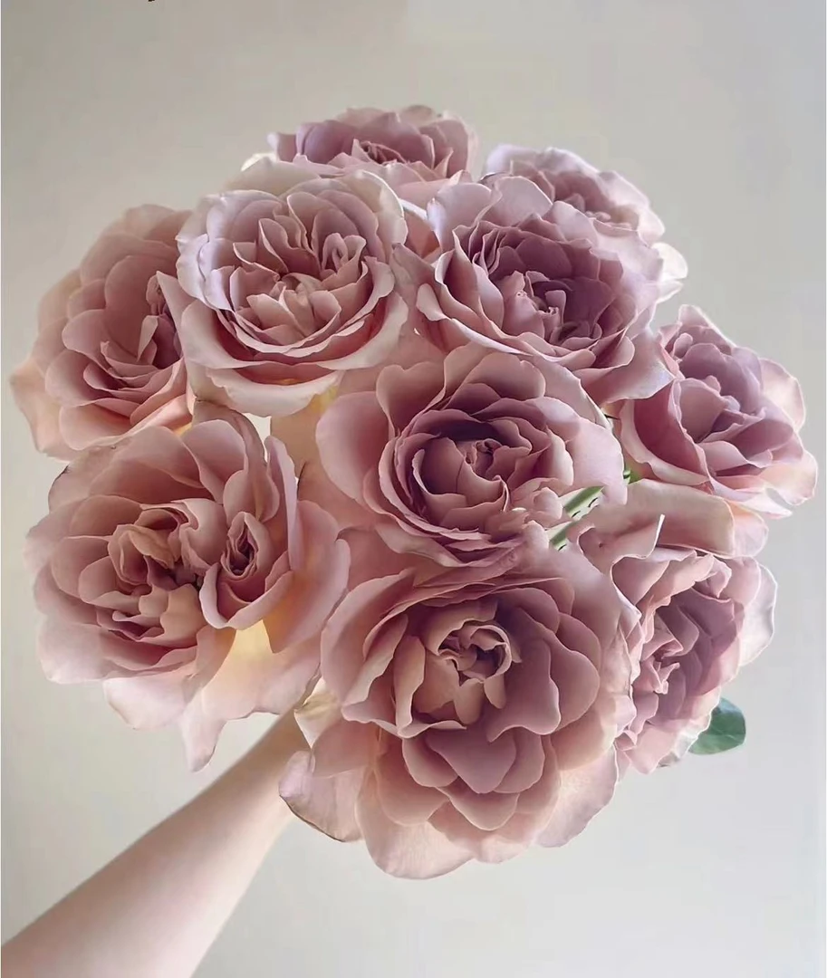 【陌上花开】咖啡拿铁-单头玫瑰