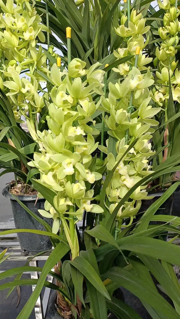 【绿色空间】大花蕙兰拱兰年宵花春节精品兰花建兰室内办公室阳台