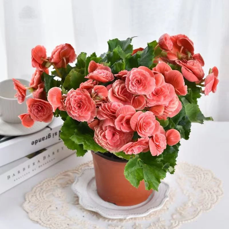 球根海棠花盆栽绿植花卉四季好养阳台庭院夏季春季粉色冬季金黄色